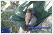 Horg�szverseny